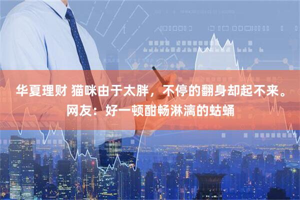 华夏理财 猫咪由于太胖，不停的翻身却起不来。网友：好一顿酣畅淋漓的蛄蛹